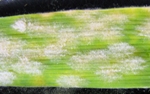 Ausschnitt eines Mehltau-infizierten Gerste-Blattes. Die weilichen Pilz-Kolonien auf der Blattoberflche stellen die typischen Krankheitssymptome dar. (Bild: Anja Reinstdler / MPI fr Pflanzenzchtungsforschung)
