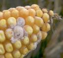 Hchstgehalte Fusarientoxine Getreide Mais