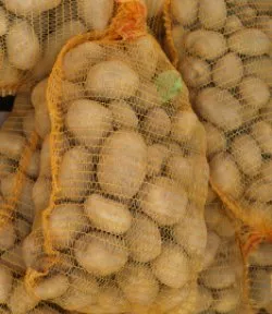 Kartoffelanbau Krautregulierung in Abhngigkeit der Reife der Knollen, Bodenfeuchte und Witterung