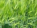 Aktueller Rat zum Pflanzenschutz: Getreide