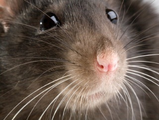 Bekämpfung Mäuse Ratten in Vorratslagern
