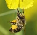Bienensterben durch gebeiztes Saatgut