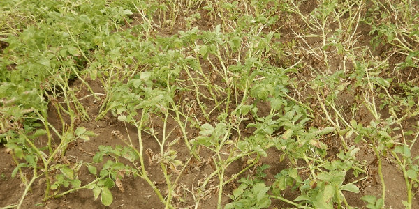 Colletotrichumbefall im Kartoffelschlag