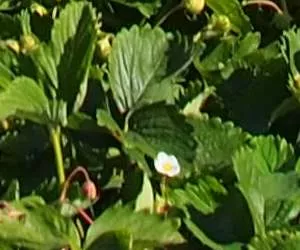 Erdbeerpflanze