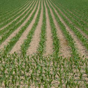 Herbizidstrategien im Mais