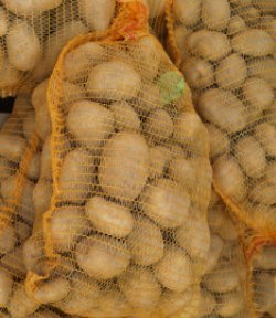 Kartoffelanbau Krautregulierung in Abhängigkeit der Reife der Knollen, Bodenfeuchte und Witterung