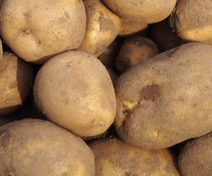 Kartoffelbau