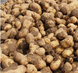 Kartoffelproduktion