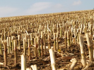 Maiszünslerbekämpfung Maisstoppeln
