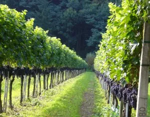 Naturnaher Weinbau