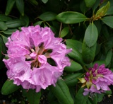 Netzwanzen an Rhododendron und Lavendelheide 