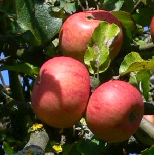 Ökologischer Apfelanbau
