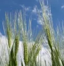 Pflanzenschutz Getreide