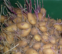 Pflanzenschutz Kartoffelanbau