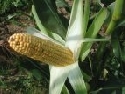 Pflanzenschutz im Mais 