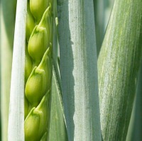 Pflanzenschutzempfehlungen Getreide