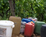 Pflanzenschutzmittel im Wein