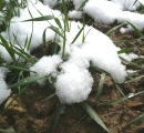 Schnee fördert Pilzkrankheiten bei Wintersaaten