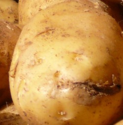 Späte Kartoffelsorte