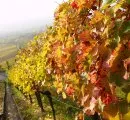 Weinbau : Ohrwrmer machen Probleme