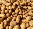 Zystennematoden der Kartoffel